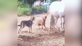 Viral Video: ਘੋੜੇ ਨਾਲ ਪੰਗਾ ਲੈਣਾ ਕੁੱਤਿਆਂ ਨੂੰ ਪਿਆ ਮਹਿੰਗਾ, ਪਈ ਜ਼ੋਰਦਾਰ ਦੁਲੱਤੀ – ਵੇਖੋ ਵਾਇਰਲ ਵੀਡੀਓ Viral Video: ਘੋੜੇ ਨਾਲ ਪੰਗਾ ਲੈਣਾ ਕੁੱਤਿਆਂ ਨੂੰ ਪਿਆ ਮਹਿੰਗਾ, ਪਈ ਜ਼ੋਰਦਾਰ ਦੁਲੱਤੀ – ਵੇਖੋ ਵਾਇਰਲ ਵੀਡੀਓ...