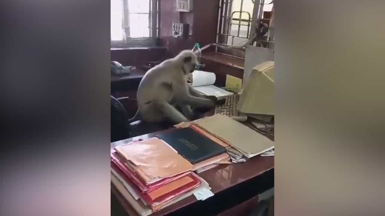Funny Video: ਦਫ਼ਤਰ ਚ ਕੰਮ ਕਰ ਰਿਹਾ ਬਾਂਦਰ ਮਾਮਾ, ਕੀਬੋਰਡ ਤੇ ਇਨਸਾਨਾਂ ਵਾਂਗ ਚਲਾ ਰਿਹਾ ਉਂਗਲਾਂ, ਵੋਖੋ ਮਜ਼ੇਦਾਰ VIDEO Funny Video: ਦਫ਼ਤਰ ਚ ਕੰਮ ਕਰ ਰਿਹਾ ਬਾਂਦਰ ਮਾਮਾ, ਕੀਬੋਰਡ ਤੇ ਇਨਸਾਨਾਂ ਵਾਂਗ ਚਲਾ ਰਿਹਾ ਉਂਗਲਾਂ, ਵੋਖੋ ਮਜ਼ੇਦਾਰ VIDEO