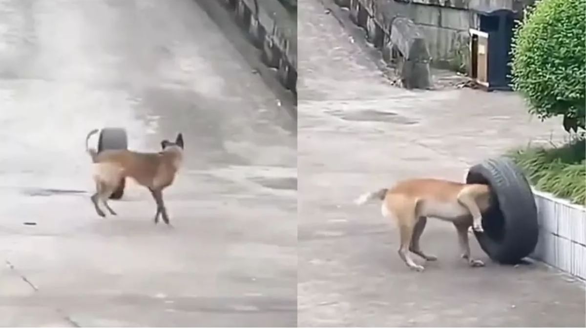 Viral Video : ਟਾਇਰ ਨਾਲ ਖੇਡਦਾ ਹੋਇਆ ਨਜ਼ਰ ਆਇਆ ਕੁੱਤਾ, ਤੇਜ਼ੀ ਨਾਲ ਵਾਇਰਲ ਹੋ ਰਿਹਾ ਵੀਡੀਓ Viral Video : ਟਾਇਰ ਨਾਲ ਖੇਡਦਾ ਹੋਇਆ ਨਜ਼ਰ ਆਇਆ ਕੁੱਤਾ, ਤੇਜ਼ੀ ਨਾਲ ਵਾਇਰਲ ਹੋ ਰਿਹਾ ਵੀਡੀਓ