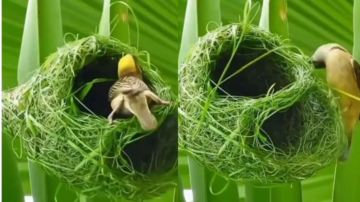 Viral Video : ਚਿੜੀ ਨੇ ਇਸ ਤਰ੍ਹਾਂ ਡਿਜ਼ਾਇਨ ਕੀਤਾ ਆਪਣਾ ਘਰ, ਵੀਡੀਓ ਦੇਖ ਕੇ ਲੋਕਾਂ ਨੇ ਕਿਹਾ- ਕਮਾਲ ਹੈ ਗੁਰੂ ! Viral Video : ਚਿੜੀ ਨੇ ਇਸ ਤਰ੍ਹਾਂ ਡਿਜ਼ਾਇਨ ਕੀਤਾ ਆਪਣਾ ਘਰ, ਵੀਡੀਓ ਦੇਖ ਕੇ ਲੋਕਾਂ ਨੇ ਕਿਹਾ- ਕਮਾਲ ਹੈ ਗੁਰੂ !