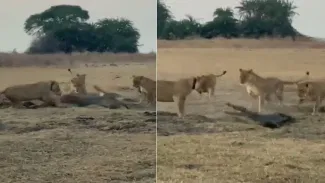 Shocking Video: ਮਗਰਮੱਛ ਦੇ ਪਿੱਛੇ ਪੈ ਗਿਆ ਸ਼ੇਰਨੀਆਂ ਦਾ ਝੁੰਡ, ਫੇਰ ਜੋ ਹੋਇਆ, ਵੇਖ ਕੇ ਉੱਡ ਜਾਣਗੇ ਹੋਸ਼ – VIDEO