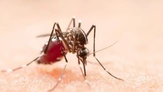 Dengue and Flu Symptoms : ਡੇਂਗੂ ਅਤੇ ਸੀਜਨਲ ਫਲੂ ਦੇ ਲੱਛਣ ‘ਚ ਅੰਤਰ ਨੂੰ ਲੈ ਕੇ ਤੁਸੀਂ ਹੋ ਕੰਨਫਿਊਜ ਤਾਂ ਮਹਿਰਾਂ ਤੋਂ ਜਾਣੋ