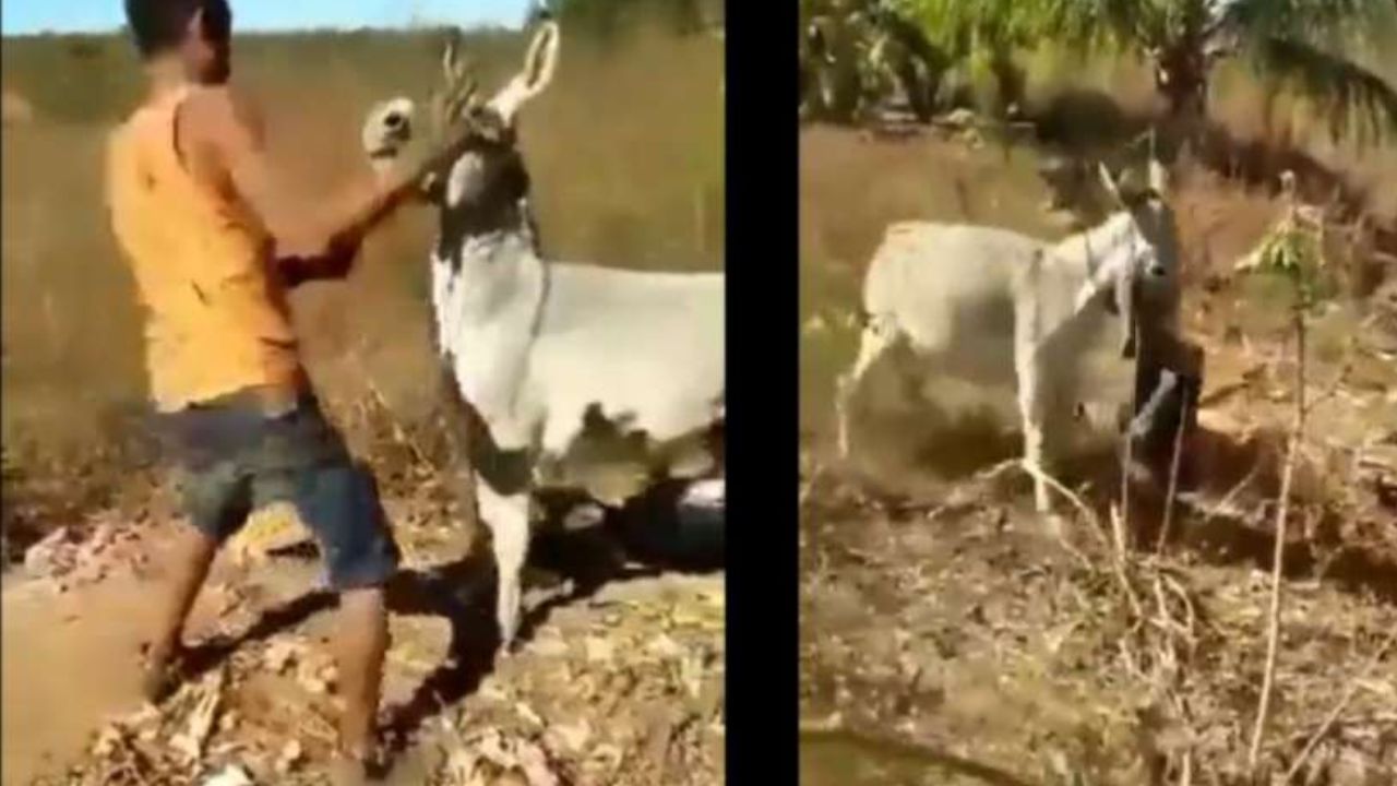 OMG: ਬੇਜ਼ੁਬਾਨ ਜਾਨਵਰ ਨੂੰ ਮਾਰ ਕੇ ਸ਼ੇਰ ਬਣ ਰਿਹਾ ਸੀ ਸਖਸ਼, ਗਧੇ ਨੇ ਦੋ ਮਿੰਟਾਂ ‘ਚ ਦਿਖਾਈ ਔਕਾਤ