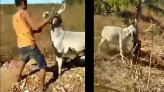 OMG: ਬੇਜ਼ੁਬਾਨ ਜਾਨਵਰ ਨੂੰ ਮਾਰ ਕੇ ਸ਼ੇਰ ਬਣ ਰਿਹਾ ਸੀ ਸਖਸ਼, ਗਧੇ ਨੇ ਦੋ ਮਿੰਟਾਂ ‘ਚ ਦਿਖਾਈ ਔਕਾਤ OMG: ਬੇਜ਼ੁਬਾਨ ਜਾਨਵਰ ਨੂੰ ਮਾਰ ਕੇ ਸ਼ੇਰ ਬਣ ਰਿਹਾ ਸੀ ਸਖਸ਼, ਗਧੇ ਨੇ ਦੋ ਮਿੰਟਾਂ ‘ਚ ਦਿਖਾਈ ਔਕਾਤ