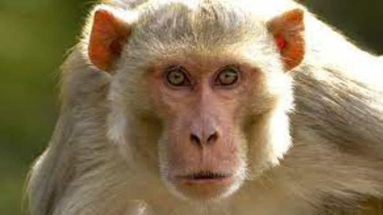 OMG: ਜਲੰਧਰ ਦੇ ਫਾਇਰ ਬ੍ਰਿਗੇਡ ਵਿਭਾਗ ਦੀ ਗੱਡੀ ਚ ਬਾਂਦਰ ਨੇ ਮਚਾਈ ਹਫੜਾ-ਦਫੜੀ ਵਾਇਰਲ ਵੀਡੀਓ OMG: ਜਲੰਧਰ ਦੇ ਫਾਇਰ ਬ੍ਰਿਗੇਡ ਵਿਭਾਗ ਦੀ ਗੱਡੀ ਚ ਬਾਂਦਰ ਨੇ ਮਚਾਈ ਹਫੜਾ-ਦਫੜੀ ਵਾਇਰਲ ਵੀਡੀਓ