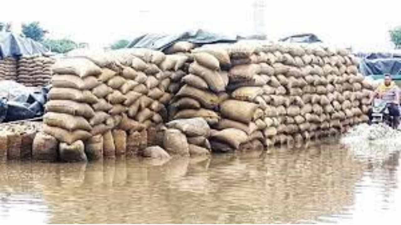ਪੰਜਾਬ ਦੇ ਕਈ ਜ਼ਿਲ੍ਹਿਆਂ ਚ ਹੋ ਰਹੀ ਬਰਸਾਤ , ਖੇਤਾਂ ਤੋਂ ਲੈਕੇ ਮੰਡੀਆਂ ਤੱਕ ਝੋਨਾ ਹੋ ਰਿਹਾ ਬਰਬਾਦ