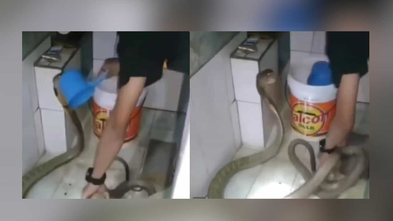 Shocking Video: ਕਿੰਗ ਕੋਬਰਾ ਨੂੰ ਬਾਥਰੂਮ ਚ ਬੱਚਿਆਂ ਵਾਂਗ ਨ੍ਹੁਆ ਰਿਹਾ ਸੀ ਨੌਜਵਾਨ, ਵੀਡੀਓ ਵੇਖ ਕੇ ਕੰਬ ਜਾਵੇਗੀ ਰੂਹ
