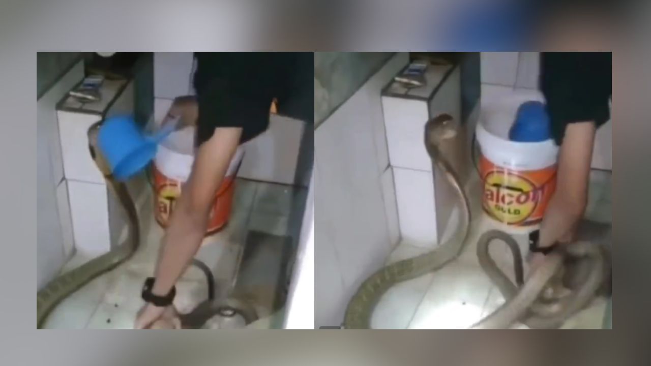 Shocking Video: ਕਿੰਗ ਕੋਬਰਾ ਨੂੰ ਬਾਥਰੂਮ ‘ਚ ਬੱਚਿਆਂ ਵਾਂਗ ਨ੍ਹੁਆ ਰਿਹਾ ਸੀ ਨੌਜਵਾਨ, ਵੀਡੀਓ ਵੇਖ ਕੇ ਕੰਬ ਜਾਵੇਗੀ ਰੂਹ
