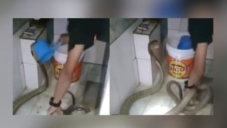 Shocking Video: ਕਿੰਗ ਕੋਬਰਾ ਨੂੰ ਬਾਥਰੂਮ ‘ਚ ਬੱਚਿਆਂ ਵਾਂਗ ਨ੍ਹੁਆ ਰਿਹਾ ਸੀ ਨੌਜਵਾਨ, ਵੀਡੀਓ ਵੇਖ ਕੇ ਕੰਬ ਜਾਵੇਗੀ ਰੂਹ Shocking Video: ਕਿੰਗ ਕੋਬਰਾ ਨੂੰ ਬਾਥਰੂਮ ‘ਚ ਬੱਚਿਆਂ ਵਾਂਗ ਨ੍ਹੁਆ ਰਿਹਾ ਸੀ ਨੌਜਵਾਨ, ਵੀਡੀਓ ਵੇਖ ਕੇ ਕੰਬ ਜਾਵੇਗੀ ਰੂਹ