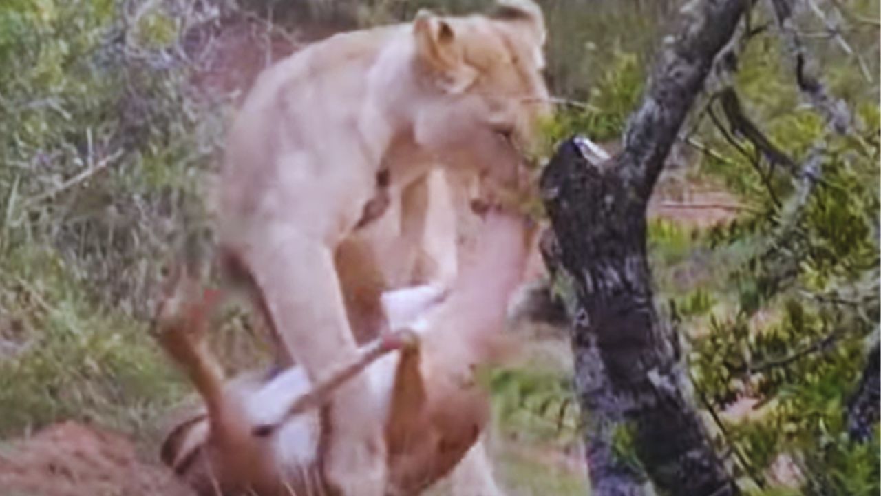 Shocking Video: ਸ਼ੇਰਨੀ ਨੇ ਚੁੱਪਚਾਪ ਕੀਤਾ ਹਿਰਨ ਦਾ ਸ਼ਿਕਾਰ, ਇੱਕ ਹੀ ਹਮਲੇ ਨਾਲ ਸਾਰਾ ਕੰਮ ਕੀਤਾ ਤਮਾਮ Shocking Video: ਸ਼ੇਰਨੀ ਨੇ ਚੁੱਪਚਾਪ ਕੀਤਾ ਹਿਰਨ ਦਾ ਸ਼ਿਕਾਰ, ਇੱਕ ਹੀ ਹਮਲੇ ਨਾਲ ਸਾਰਾ ਕੰਮ ਕੀਤਾ ਤਮਾਮ