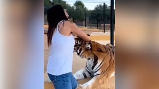 Shocking Video: ਟਾਈਗਰ ਨੂੰ ਪਿਆਰ ਕਰ ਰਹੀ ਸੀ ਔਰਤ ਤਾਂ ਅਚਾਨਕ ਹੋਇਆ ਹਮਲਾਵਰ, ਫਿਰ ਜੋ ਹੋਇਆ ਵੇਖ ਕੇ ਕੰਬ ਜਾਵੇਗੀ ਰੂਹ, VIDEO Shocking Video: ਟਾਈਗਰ ਨੂੰ ਪਿਆਰ ਕਰ ਰਹੀ ਸੀ ਔਰਤ ਤਾਂ ਅਚਾਨਕ ਹੋਇਆ ਹਮਲਾਵਰ, ਫਿਰ ਜੋ ਹੋਇਆ ਵੇਖ ਕੇ ਕੰਬ ਜਾਵੇਗੀ ਰੂਹ, VIDEO