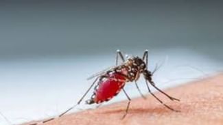 Dengue in Punjab: ਪੰਜਾਬ ‘ਚ ਡੇਂਗੂ ਦਾ ਸੰਕਟ, 10 ਹਜ਼ਾਰ ਤੋਂ ਪਾਰ ਪਹੁੰਚੀ ਮਰੀਜ਼ਾਂ ਦੀ ਗਿਣਤੀ