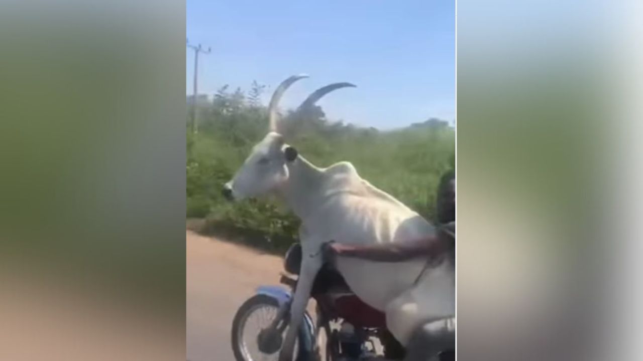 Shocking Video: ਗਾਂ ਨੂੰ ਬਾਈਕ ‘ਤੇ ਬੈਠਾ ਕੇ ਸ਼ਖਸ ਨੇ ਅੰਨ੍ਹੇਵਾਹ ਵਧਾਈ ਸਪੀਡ, ਫੇਰ ਕੀ ਹੋਇਆ, ਵੇਖੋ ਇਹ ਹੈਰਾਨ ਕਰ ਦੇਣ ਵਾਲਾ ਵੀਡੀਓ Shocking Video: ਗਾਂ ਨੂੰ ਬਾਈਕ ‘ਤੇ ਬੈਠਾ ਕੇ ਸ਼ਖਸ ਨੇ ਅੰਨ੍ਹੇਵਾਹ ਵਧਾਈ ਸਪੀਡ, ਫੇਰ ਕੀ ਹੋਇਆ, ਵੇਖੋ ਇਹ ਹੈਰਾਨ ਕਰ ਦੇਣ ਵਾਲਾ ਵੀਡੀਓ