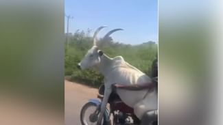 Shocking Video: ਗਾਂ ਨੂੰ ਬਾਈਕ ‘ਤੇ ਬੈਠਾ ਕੇ ਸ਼ਖਸ ਨੇ ਅੰਨ੍ਹੇਵਾਹ ਵਧਾਈ ਸਪੀਡ, ਫੇਰ ਕੀ ਹੋਇਆ, ਵੇਖੋ ਇਹ ਹੈਰਾਨ ਕਰ ਦੇਣ ਵਾਲਾ ਵੀਡੀਓ
