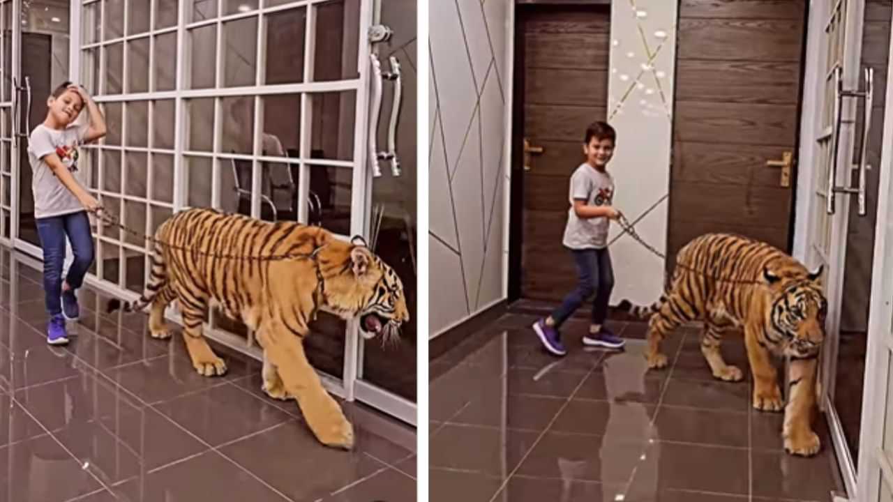 OMG! ਖਤਰਨਾਕ ਟਾਈਗਰ ਨੂੰ ਲੈ ਕੇ ਬੇਖੌਫ ਘੁੰਮ ਰਿਹਾ ਇੱਕ ਬੱਚਾ, VIDEO ਦੇਖ ਹੈਰਾਨ ਰਹਿ ਗਏ ਲੋਕ