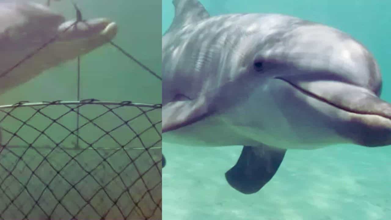 OMG! ਡੌਲਫਿਨ ਨੇ ਸਮੁੰਦਰ ਚ ਕੀਤਾ ਅਜਿਹਾ ਕੰਮ, ਦੇਖ ਕੇ ਵਿਗਿਆਨੀਆਂ ਵੀ ਬੋਲੇ- ਇਹ ਤਾਂ ਕਮਾਲ ਹੈ