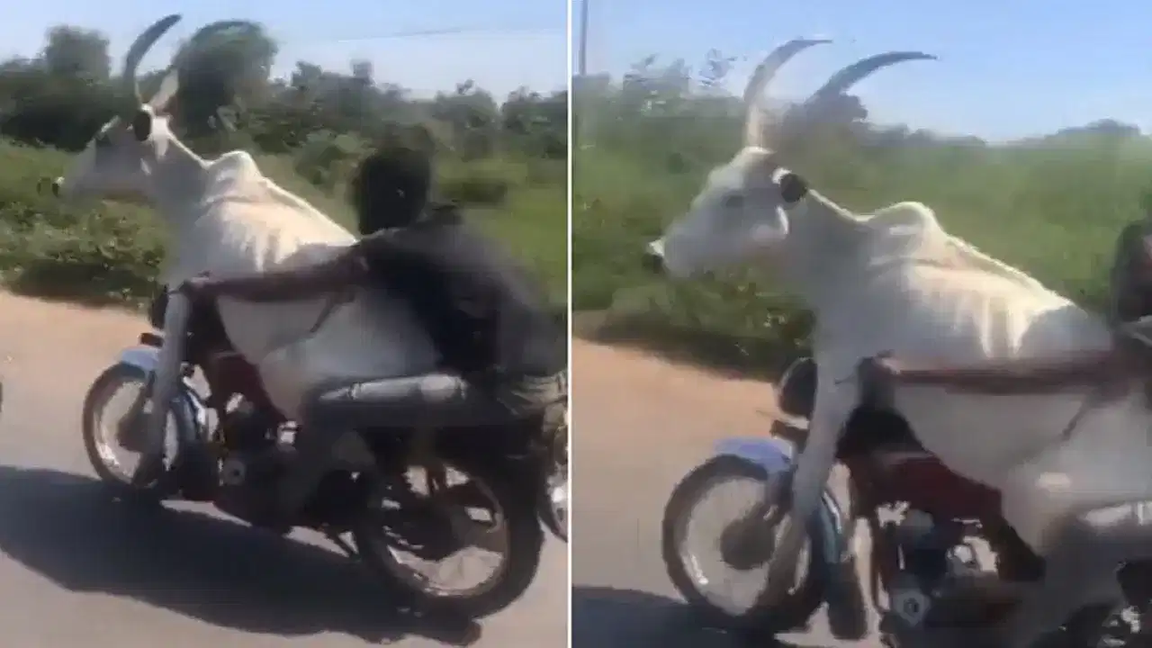 Shocking VIDEO: ਬਾਈਕ ਦੇ ਅੱਗੇ ਬਲਦ ਤੇ ਪਿੱਛੇ ਸ਼ਖ਼ਸ, ਇੰਝ ਸੜਕ ਤੇ ਨਿਕਲੀ ਸਵਾਰੀ, ਦੇਖ ਹੈਰਾਨ ਰਹਿ ਗਏ ਲੋਕ Shocking VIDEO: ਬਾਈਕ ਦੇ ਅੱਗੇ ਬਲਦ ਤੇ ਪਿੱਛੇ ਸ਼ਖ਼ਸ, ਇੰਝ ਸੜਕ ਤੇ ਨਿਕਲੀ ਸਵਾਰੀ, ਦੇਖ ਹੈਰਾਨ ਰਹਿ ਗਏ ਲੋਕ