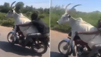 Shocking VIDEO: ਬਾਈਕ ਦੇ ਅੱਗੇ ਬਲਦ ਤੇ ਪਿੱਛੇ ਸ਼ਖ਼ਸ, ਇੰਝ ਸੜਕ ‘ਤੇ ਨਿਕਲੀ ਸਵਾਰੀ, ਦੇਖ ਹੈਰਾਨ ਰਹਿ ਗਏ ਲੋਕ Shocking VIDEO: ਬਾਈਕ ਦੇ ਅੱਗੇ ਬਲਦ ਤੇ ਪਿੱਛੇ ਸ਼ਖ਼ਸ, ਇੰਝ ਸੜਕ ‘ਤੇ ਨਿਕਲੀ ਸਵਾਰੀ, ਦੇਖ ਹੈਰਾਨ ਰਹਿ ਗਏ ਲੋਕ