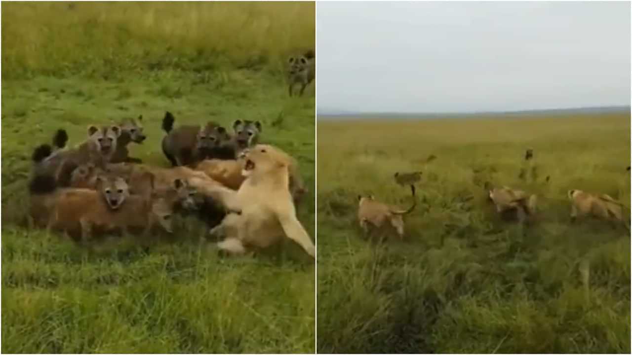 Viral Video: ਸ਼ੇਰਨੀ ਤੇ ਟੁੱਟ ਪਿਆ ਹਾਈਨਾਸ ਦਾ ਟੋਲਾ, ਫਿਰ ਜੋ ਹੋਇਆ ਦੇਖ ਕੇ ਬਿਜਲੀ ਦੀ ਰਫਤਾਰ ਨਾਲ ਦੌੜੇ ਸ਼ਿਕਾਰੀ
