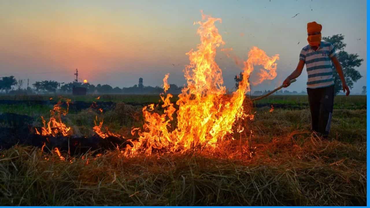 ਹਰਿਆਣਾ ਅਤੇ ਪੰਜਾਬ ਵਿੱਚ ਪਰਾਲੀ ਸਾੜਨ ਦੇ ਮਾਮਲਿਆਂ ਵਿੱਚ ਕਮੀ, ਮੱਧ ਪ੍ਰਦੇਸ਼ ਪਹਿਲੇ ਸਥਾਨ ਤੇ... ICAR ਰਿਪੋਰਟ ਵਿੱਚ ਖੁਲਾਸਾ