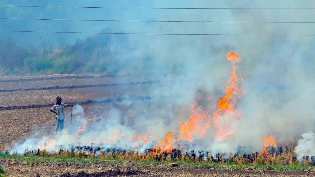 ਭਾਰਤ ਦੇ ਪੰਜਾਬ 'ਚ ਨਹੀਂ, ਪਾਕਿਸਤਾਨ ਦੇ ਪੰਜਾਬ 'ਚ ਸਾੜੀ ਜਾ ਰਹੀ ਜ਼ਿਆਦਾ ਪਰਾਲੀ, ਰਿਪੋਰਟ 'ਚ ਖੁਲਾਸਾ