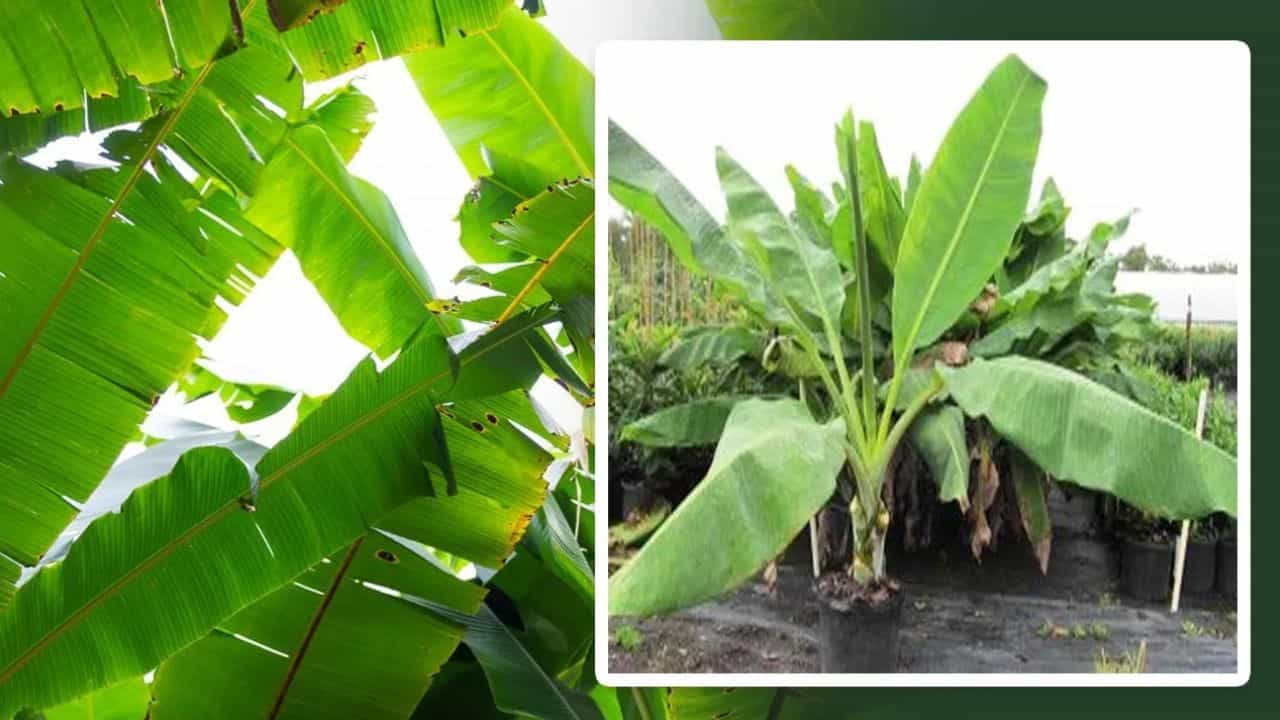 ਕੀ ਘਰ ਦੇ ਛੱਤ ਤੇ ਕੇਲੇ ਦਾ ਪੌਦਾ ਲਗਾ ਸਕਦੇ ਹਾਂ ? ਜਾਣੋ ਕੀ ਕਹਿੰਦਾ ਹੈ ਵਾਸਤੂ ਸ਼ਾਸ਼ਤਰ