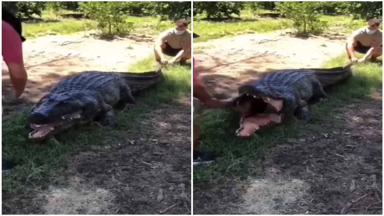 Shocking Video: ਮਗਰਮੱਛ ਦੇ ਮੁੰਹ ਚੋਂ ਜਿੰਦਾ ਬਾਹਰ ਨਿਕਲ ਆਇਆ ਸ਼ਖਸ, ਦੇਖੋ ਵਾਇਰਲ ਵੀਡੀਓ ਦੇ ਪਿੱਛੇ ਦਾ ਸੱਚ