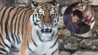OMG! ਬਾਘ ਨੇ ਅਚਾਨਕ ਫੜ ਲਈ ਇੱਕ ਸ਼ਖ਼ਸ ਦੀ ਗਰਦਨ, ਹੋਸ਼ ਉੱਡ ਦੇਵੇਗੀ ਇਹ VIDEO OMG! ਬਾਘ ਨੇ ਅਚਾਨਕ ਫੜ ਲਈ ਇੱਕ ਸ਼ਖ਼ਸ ਦੀ ਗਰਦਨ, ਹੋਸ਼ ਉੱਡ ਦੇਵੇਗੀ ਇਹ VIDEO