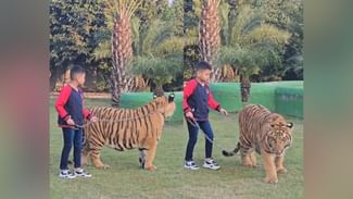 OMG! ਕੁੱਤਿਆਂ ਵਾਂਗ ਘੁੰਮਾਉਂਦਾ ਹੈ ਸ਼ੇਰ ਨੂੰ ਇਹ ਜਵਾਕ, ਲੋਕਾਂ ਦੇ ਵੀਡੀਓ ਵੇਖ-ਵੇਖ ਸੁੱਕ ਰਹੇ ਸਾਹ OMG! ਕੁੱਤਿਆਂ ਵਾਂਗ ਘੁੰਮਾਉਂਦਾ ਹੈ ਸ਼ੇਰ ਨੂੰ ਇਹ ਜਵਾਕ, ਲੋਕਾਂ ਦੇ ਵੀਡੀਓ ਵੇਖ-ਵੇਖ ਸੁੱਕ ਰਹੇ ਸਾਹ