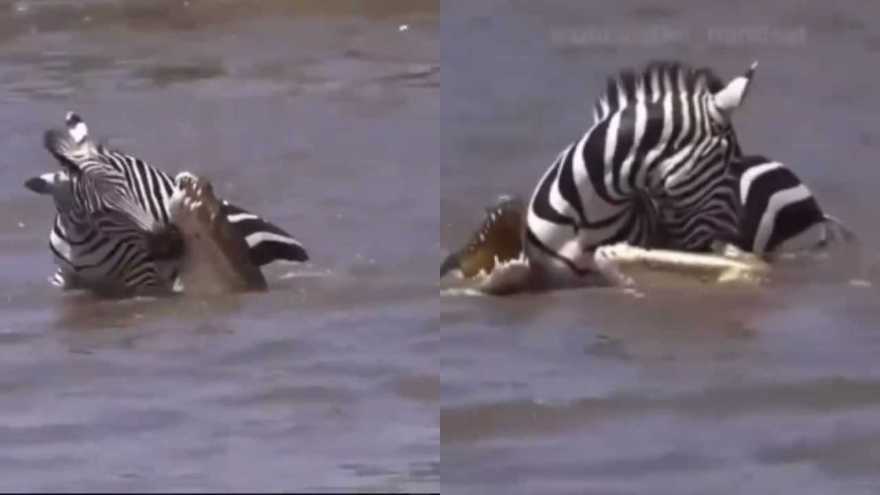 Zebra defeated Crocodiles: ਮਗਰਮੱਛਾਂ ਨਾਲ ਭਰੇ ਛੱਪੜ ਚ ਫਸਿਆ ਜ਼ੈਬਰਾ, ਫਿਰ ਜੋ ਹੋਇਆ ਦੇਖ ਕੇ ਕੰਬ ਜਾਵੇਗੀ ਰੂਹ