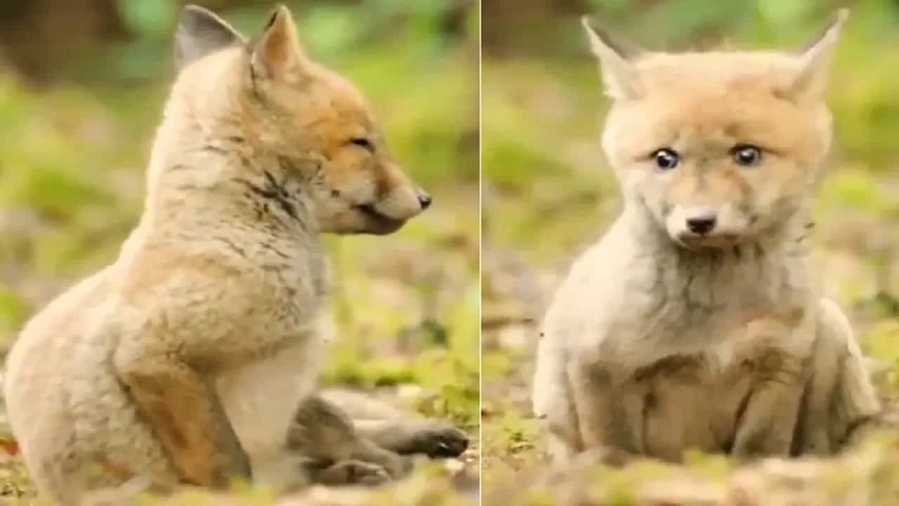 Viral Video: ਜੰਗਲੀ ਜਾਨਵਰ ਵੀ ਕਰਦੇ ਹਨ ਮਨੁੱਖਾਂ ਵਰਗੇ ਕੰਮ, ਵੀਡੀਓ ਵੇਖ ਕੇ ਹੋ ਜਾਵੋਗੇ ਹੈਰਾਨ Viral Video: ਜੰਗਲੀ ਜਾਨਵਰ ਵੀ ਕਰਦੇ ਹਨ ਮਨੁੱਖਾਂ ਵਰਗੇ ਕੰਮ, ਵੀਡੀਓ ਵੇਖ ਕੇ ਹੋ ਜਾਵੋਗੇ ਹੈਰਾਨ