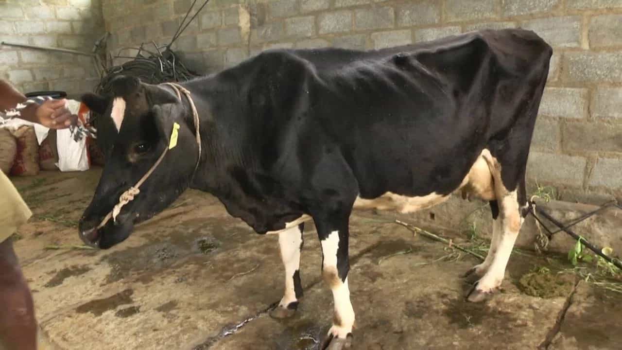 ਇਨਫੈਕਸ਼ਨ ਕਾਰਨ ਇੱਕ ਪਿੰਡ ਚ 100 ਪੁਸ਼ੂਆਂ ਦੀ ਮੌਤ , ਪ੍ਰਸ਼ਾਸਨ ਤੇ ਲਾਪਰਵਾਹੀ ਦੇ ਇਲਜ਼ਾਮ