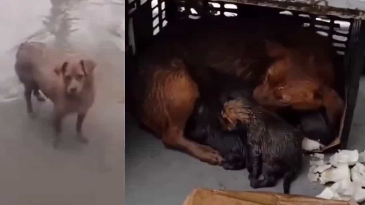 ਮਾਂ ਤਾਂ ਮਾਂ ਹੁੰਦੀ ਹੈ: ਮੀਂਹ ਵਿੱਚ ਭਿੱਜ ਰਹੇ ਕਤੂਰਿਆਂ ਲਈ ਮਦਦ ਮੰਗਣ ਪਹੁੰਚੀ ਕੁੱਤੀ, ਵੀਡੀਓ ਦੇਖਕੇ ਹੈਰਾਨ ਰਹਿ ਜਾਓਗੇ ਤੁਸੀਂ