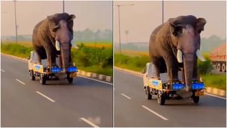 OMG: ਛੋਟੇ ਹਾਥੀ ‘ਤੇ ਸਵਾਰ ‘ਵੱਡੇ ਹਾਥੀ’ ਦੀ ਵੀਡੀਓ ਵਾਇਰਲ, ਦੇਖ ਕੇ ਤੁਸੀਂ ਵੀ ਰਹਿ ਜਾਓਗੇ ਹੈਰਾਨ OMG: ਛੋਟੇ ਹਾਥੀ ‘ਤੇ ਸਵਾਰ ‘ਵੱਡੇ ਹਾਥੀ’ ਦੀ ਵੀਡੀਓ ਵਾਇਰਲ, ਦੇਖ ਕੇ ਤੁਸੀਂ ਵੀ ਰਹਿ ਜਾਓਗੇ ਹੈਰਾਨ