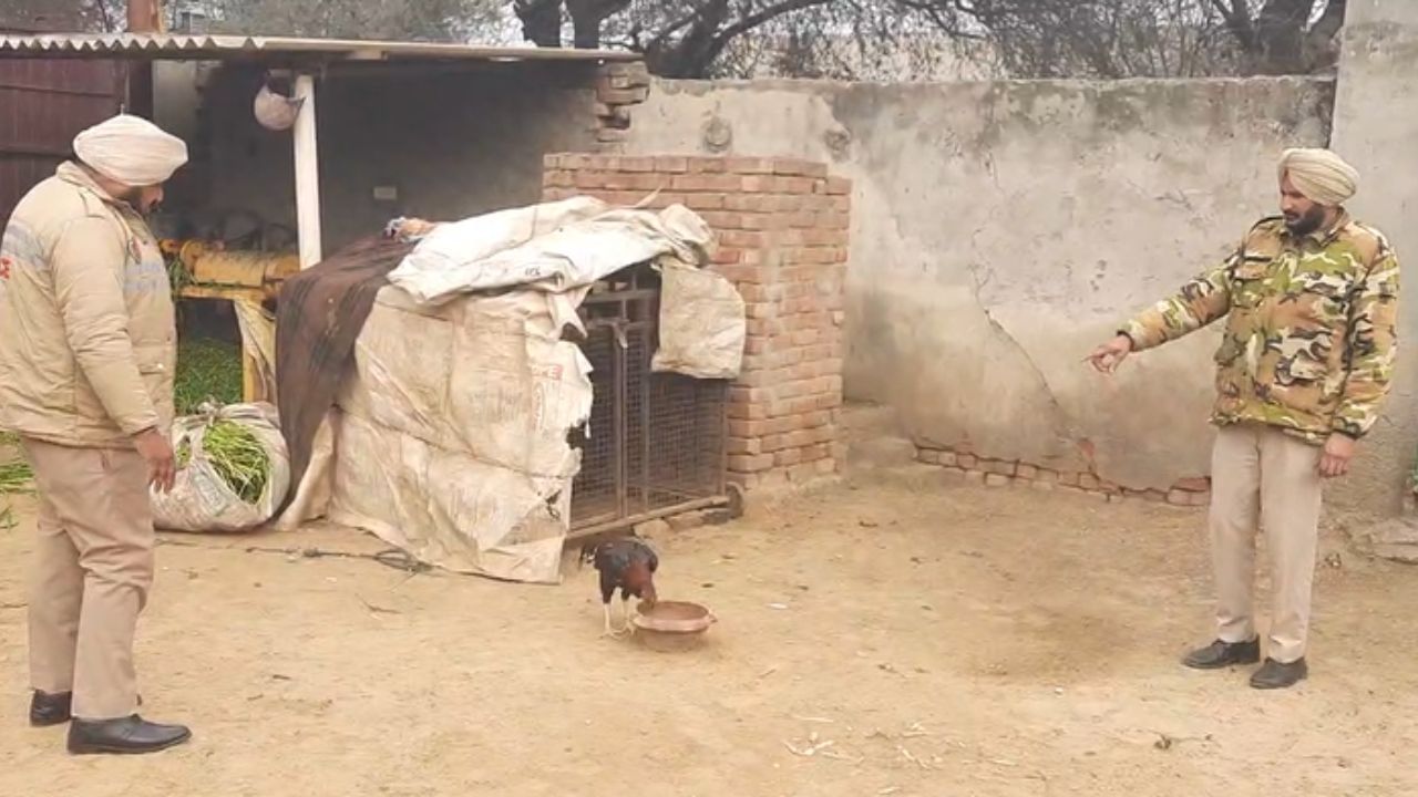 OMG: ਕੁੱਕੜ ਨੇ ਵਧਾਈ ਟੈਨਸ਼ਨ; ਹਰ ਪੇਸ਼ੀ ‘ਤੇ ਲਿਆਉਣਾ ਹੋਵੇਗਾ ਕੋਰਟ; ਕਸਟਡੀ ਵਿੱਚ ਸੁਰੱਖਿਅਤ ਰੱਖਣ ਦੀ ਵੀ ਜ਼ਿੰਮੇਵਾਰੀ OMG: ਕੁੱਕੜ ਨੇ ਵਧਾਈ ਟੈਨਸ਼ਨ; ਹਰ ਪੇਸ਼ੀ ‘ਤੇ ਲਿਆਉਣਾ ਹੋਵੇਗਾ ਕੋਰਟ; ਕਸਟਡੀ ਵਿੱਚ ਸੁਰੱਖਿਅਤ ਰੱਖਣ ਦੀ ਵੀ ਜ਼ਿੰਮੇਵਾਰੀ