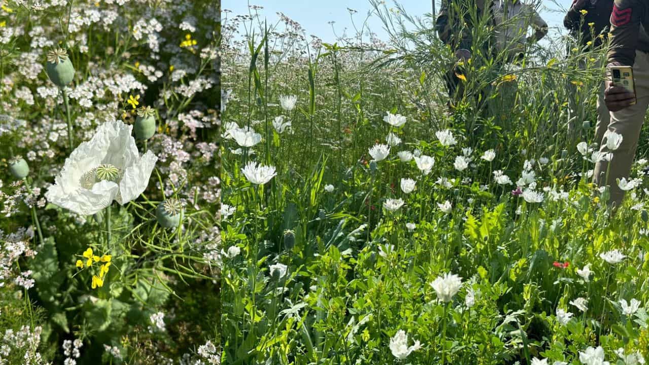 BKU ਕਾਦੀਆਂ ਦੀ ਅਫ਼ੀਮ-ਭੁੱਕੀ ਦੀ ਵਿਕਰੀ ਦੀ ਮੰਗ, ਡੱਲੇਵਾਲ ਨੇ ਕੀਤਾ ਵਿਰੋਧ; ਕੀ ਹੈ ਪੂਰਾ ਮਾਮਲਾ? BKU ਕਾਦੀਆਂ ਦੀ ਅਫ਼ੀਮ-ਭੁੱਕੀ ਦੀ ਵਿਕਰੀ ਦੀ ਮੰਗ, ਡੱਲੇਵਾਲ ਨੇ ਕੀਤਾ ਵਿਰੋਧ; ਕੀ ਹੈ ਪੂਰਾ ਮਾਮਲਾ?