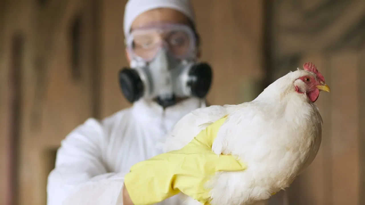 Bird Flu: ਬੱਚਿਆਂ ਨੂੰ ਬਰਡ ਫਲੂ ਦਾ ਜ਼ਿਆਦਾ ਖ਼ਤਰਾ, ਅਜਿਹਾ ਕਿਉਂ ਅਤੇ ਕਿਵੇਂ ਕਰੀਏ ਬਚਾਆ? ਮਾਹਿਰਾਂ ਤੋਂ ਜਾਣੋ