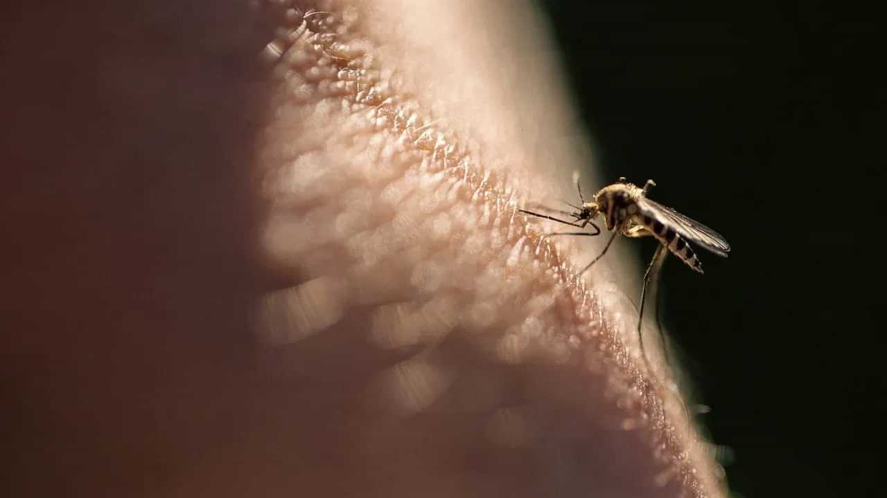 World Malaria day: ਮੱਛਰ ਦੇ ਕੱਟਣ ਨਾਲ ਹੀ ਨਹੀਂ, ਇਨ੍ਹਾਂ ਕਾਰਨਾਂ ਕਰਕੇ ਵੀ ਹੋ ਸਕਦੇ ਹੋ ਮਲੇਰੀਆ ਦਾ ਸ਼ਿਕਾਰ