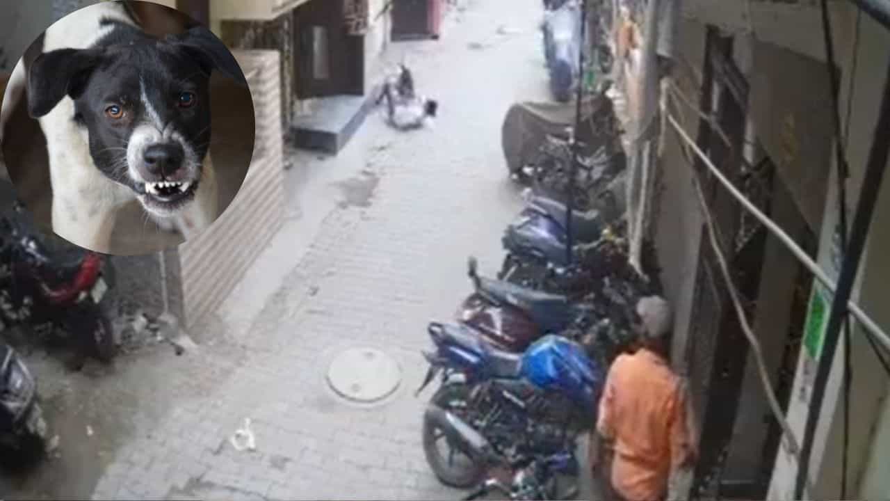 ਆਵਾਰਾ ਕੁੱਤੇ ਨੇ ਮੁੰਡੇ ਤੇ ਕੀਤਾ ਹਮਲਾ, ਤਮਾਸ਼ਬੀਨ ਬਣ ਕੇ ਦੇਖਦੇ ਰਹੇ ਲੋਕ, ਵੀਡੀਓ ਵੇਖ ਕੇ ਉੱਡ ਜਾਣਗੇ ਹੋਸ਼