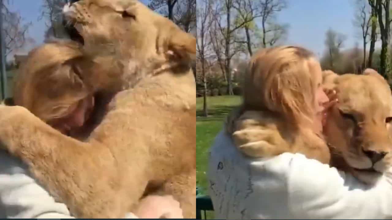 Video: ਖ਼ਤਰਨਾਕ ਸ਼ੇਰਨੀਆਂ ਨੇ ਔਰਤ ਤੇ ਲੁਟਾਇਆ ਰੱਜ ਕੇ ਪਿਆਰ, ਵੀਡੀਓ ਦੇਖ ਕੇ ਨਹੀਂ ਕਰ ਪਾਓਗੇ ਯਕੀਨ