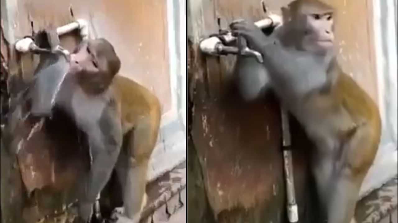 Moneky Viral Video: ਬਾਂਦਰ ਦੀ ਸਮਝਦਾਰੀ ਨੇ ਜਿੱਤ ਲਿਆ ਲੋਕਾਂ ਦਾ ਦਿਲ, ਦੇਖੋ ਵਾਇਰਲ ਵੀਡੀਓ