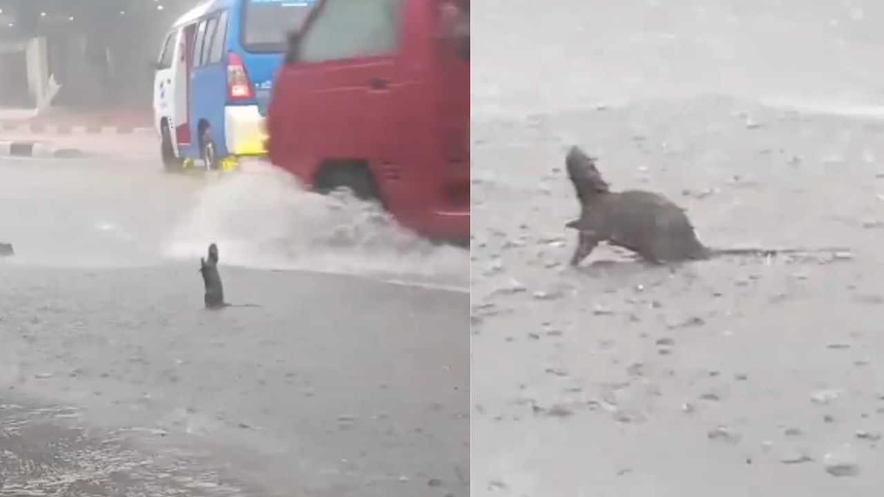 Rat Dancing in Rain: ਮੀਂਹ ਪੈਂਦੇ ਹੀ ਖੁਸ਼ੀ ਚ ਕੁੱਦਨ ਲੱਗਿਆ ਚੂਹਾ, ਸੜਕ ਵਿਚਾਲੇ ਦਿਖਿਆ ਗਜ਼ਬ ਦਾ ਨਜ਼ਾਰਾ