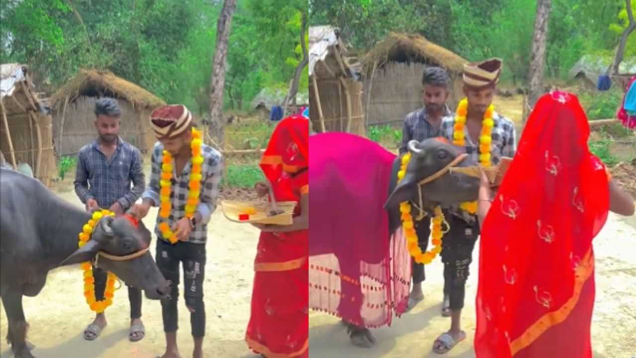 Viral Video: ਬੰਦੇ ਨੇ ਮੱਝ ਦਾ ਹਾਰ ਪਾ ਕੇ ਉਸ ਚ ਸਿੰਦੂਰ ਭਰਿਆ, ਵਿਆਹ ਹੁੰਦੇ ਹੀ ਲੱਤ ਟੁੱਟ ਗਈ - ਵੀਡੀਓ ਵਾਇਰਲ