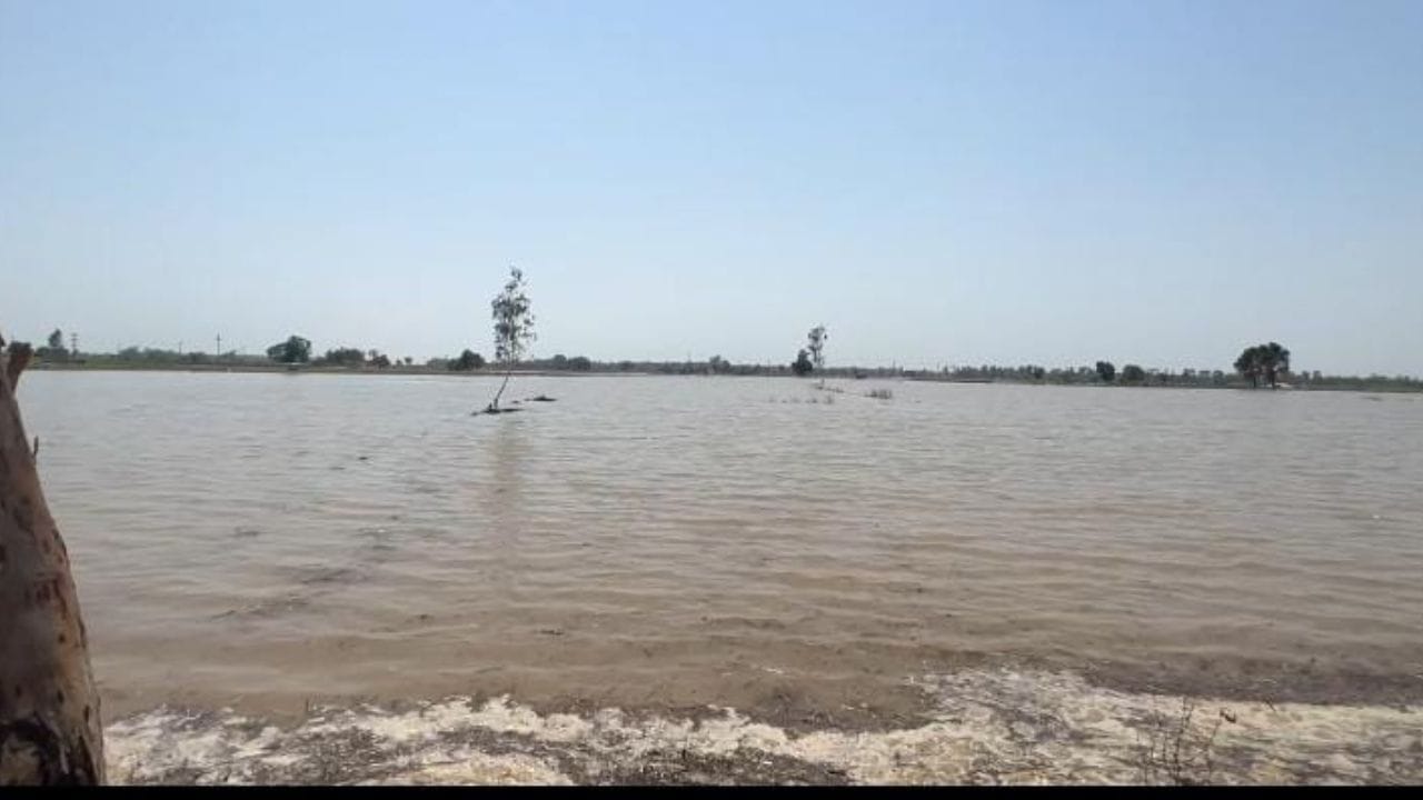 Punjab Flood: ਪਾਕਿਸਤਾਨ ਤੋਂ ਆ ਰਹੇ ਪਾਣੀ 'ਚ ਤੈਰ ਰਹੇ ਜਹਿਰੀਲੇ ਜਾਨਵਰ, ਲੋਕਾਂ ਦੀ ਸਰਕਾਰ ਨੂੰ ਭਾਵੁਕ ਅਪੀਲ