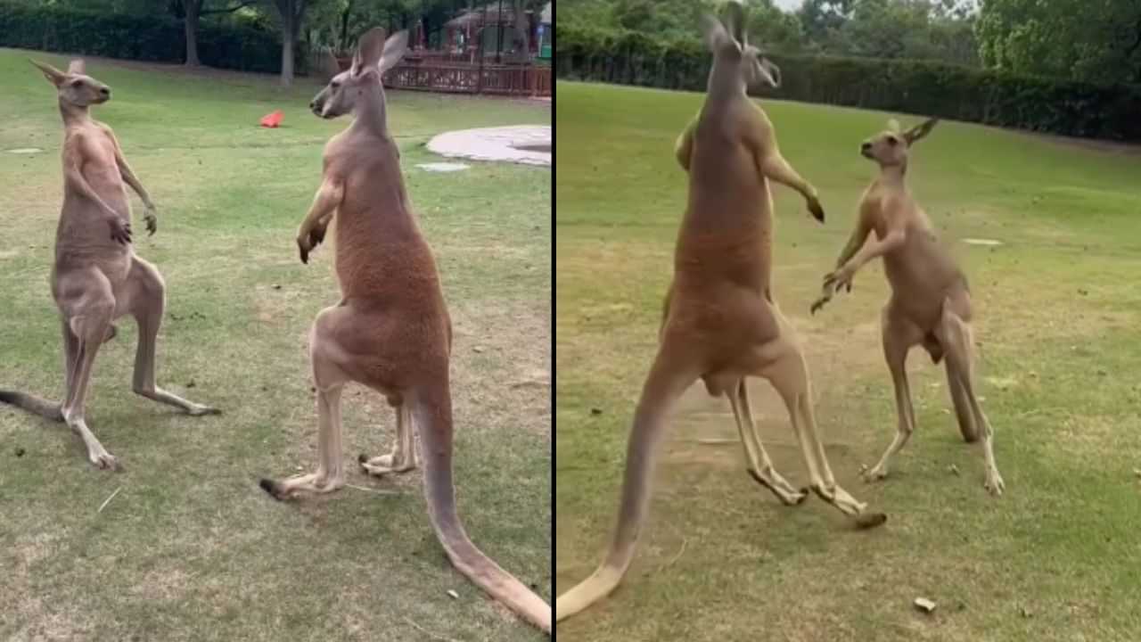 Kangaroo Fight: ਪਾਰਕ ਚ ਅਚਾਨਕ ਭਿੜ ਗਏ ਦੋ ਕੰਗਾਰੂ, ਲੜਾਈ ਦਾ ਵੀਡੀਓ ਹੋ ਰਿਹਾ ਵਾਇਰਲ