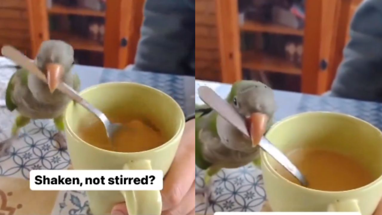 Parrot Coffee: ਤੋਤੇ ਨੇ ਬਣਾਈ ਕੌਫੀ… ਹੈਰਾਨ ਕਰਨ ਵਾਲੀ ਵੀਡੀਓ ਹੋ ਰਹੀ ਵਾਇਰਲ Parrot Coffee: ਤੋਤੇ ਨੇ ਬਣਾਈ ਕੌਫੀ… ਹੈਰਾਨ ਕਰਨ ਵਾਲੀ ਵੀਡੀਓ ਹੋ ਰਹੀ ਵਾਇਰਲ