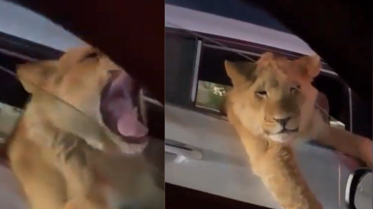 Funny Video: ਕਾਰ ‘ਚ ਬੈਠੇ ਸ਼ੇਰ ਦੇ ਉਬਾਸੀ ਲੈਣ ਦਾ ਵੀਡੀਓ ਵਾਇਰਲ, ਲੋਕ ਕਰ ਰਹੇ ਮਜ਼ੇਦਾਰ ਕਮੈਂਟਸ Funny Video: ਕਾਰ ‘ਚ ਬੈਠੇ ਸ਼ੇਰ ਦੇ ਉਬਾਸੀ ਲੈਣ ਦਾ ਵੀਡੀਓ ਵਾਇਰਲ, ਲੋਕ ਕਰ ਰਹੇ ਮਜ਼ੇਦਾਰ ਕਮੈਂਟਸ