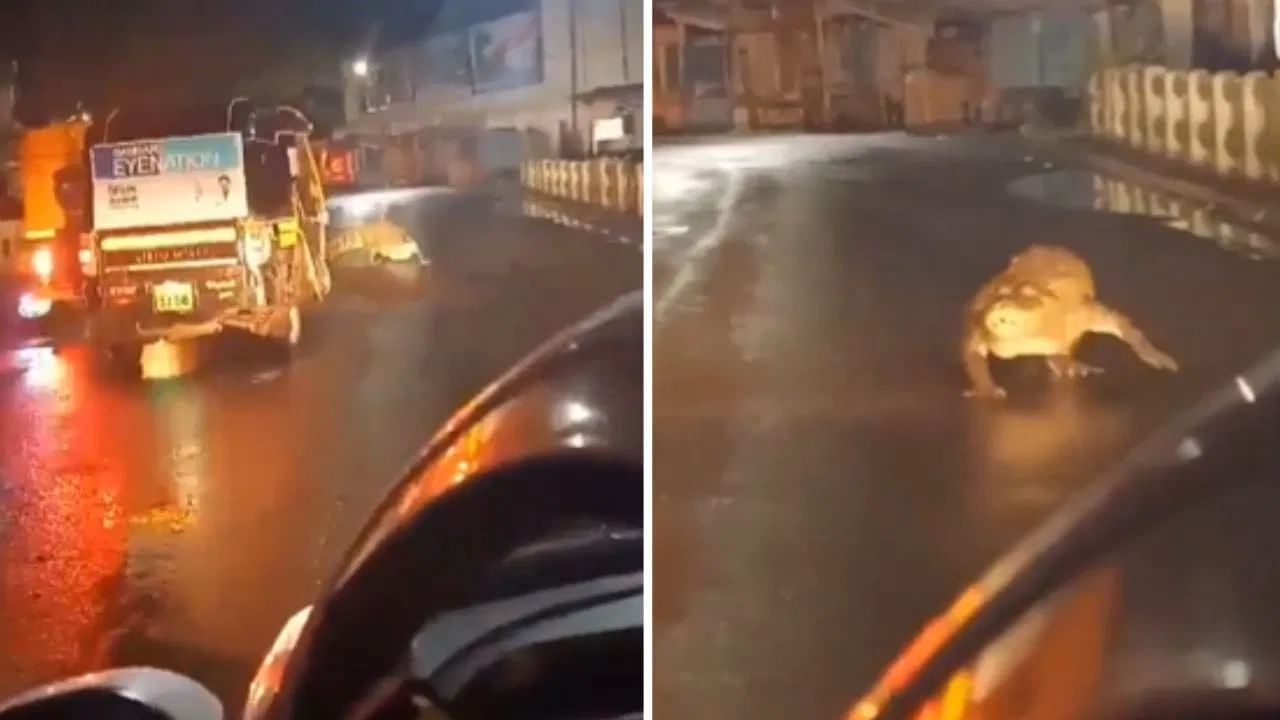 Viral Video: ਮੋਰਾਂ ਵਾਂਗ ਸੜਕ ‘ਤੇ ਪਹਿਲਾਂ ਪਾਉਂਦਾ ਦਿਖਿਆ 8 ਫੁੱਟ ਲੰਬਾ ਮਗਰਮੱਛ, ਦੇਖ ਕੇ ਲੋਕਾਂ ਦੇ ਸੁੱਕੇ ਸਾਹ, ਵੇਖੋ VIDEO Viral Video: ਮੋਰਾਂ ਵਾਂਗ ਸੜਕ ‘ਤੇ ਪਹਿਲਾਂ ਪਾਉਂਦਾ ਦਿਖਿਆ 8 ਫੁੱਟ ਲੰਬਾ ਮਗਰਮੱਛ, ਦੇਖ ਕੇ ਲੋਕਾਂ ਦੇ ਸੁੱਕੇ ਸਾਹ, ਵੇਖੋ VIDEO