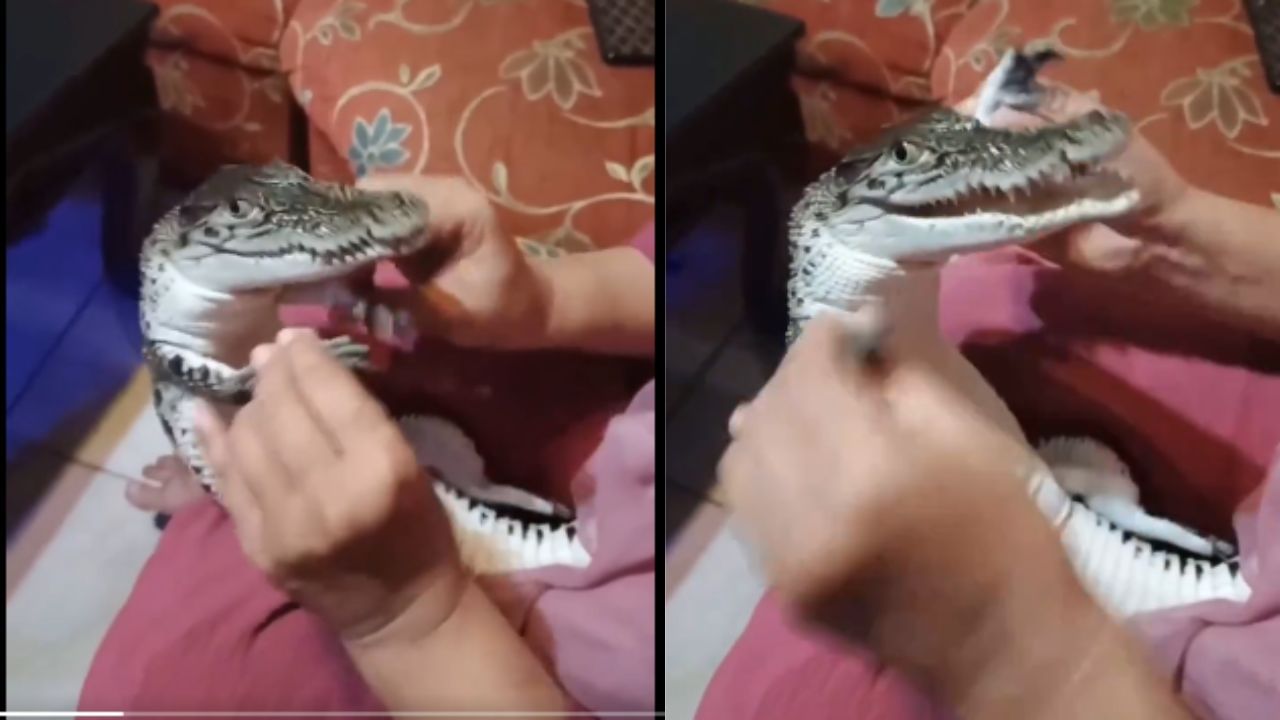 Baby Crocodile: ਬੱਚਿਆਂ ਦੀ ਤਰ੍ਹਾਂ ਬੇਬੀ ਮਗਰਮੱਛ ਨਾਲ ਖੇਡਦੀ ਦਿਖੀ ਔਰਤ, ਵੀਡੀਓ ਦੇਖ ਹੋ ਜਾਓਗੇ ਹੈਰਾਨ Baby Crocodile: ਬੱਚਿਆਂ ਦੀ ਤਰ੍ਹਾਂ ਬੇਬੀ ਮਗਰਮੱਛ ਨਾਲ ਖੇਡਦੀ ਦਿਖੀ ਔਰਤ, ਵੀਡੀਓ ਦੇਖ ਹੋ ਜਾਓਗੇ ਹੈਰਾਨ