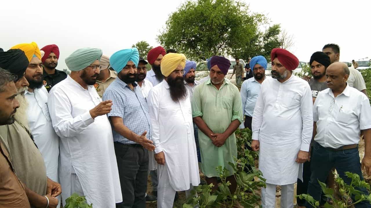 ਗੁਰਮੀਤ ਖੁੱਡੀਆਂ ਨੇ ਮਾਨਸਾ ਜ਼ਿਲ੍ਹੇ ਚ ਨਰਮੇ ਦੀ ਫ਼ਸਲ ਦਾ ਜਾਇਜ਼ਾ ਲਿਆ, 198 ਥਾਵਾਂ ਦਾ ਸਰਵੇਖਣ, ਗੁਲਾਬੀ ਸੁੰਡੀ ਦੇ ਹਮਲੇ ਦਾ ਨਹੀਂ ਮਿਲਿਆ ਕੋਈ ਹੌਟਸਪੌਟ ਗੁਰਮੀਤ ਖੁੱਡੀਆਂ ਨੇ ਮਾਨਸਾ ਜ਼ਿਲ੍ਹੇ ਚ ਨਰਮੇ ਦੀ ਫ਼ਸਲ ਦਾ ਜਾਇਜ਼ਾ ਲਿਆ, 198 ਥਾਵਾਂ ਦਾ ਸਰਵੇਖਣ, ਗੁਲਾਬੀ ਸੁੰਡੀ ਦੇ ਹਮਲੇ ਦਾ ਨਹੀਂ ਮਿਲਿਆ ਕੋਈ ਹੌਟਸਪੌਟ